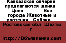 Кавказская овчарка -предлагаются щенки › Цена ­ 20 000 - Все города Животные и растения » Собаки   . Ростовская обл.,Шахты г.